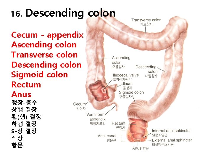16. Descending colon Cecum - appendix Ascending colon Transverse colon Descending colon Sigmoid colon