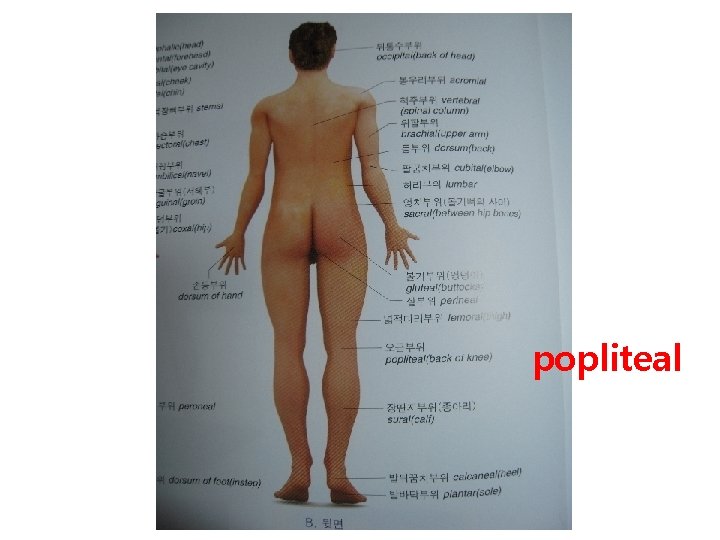 popliteal 