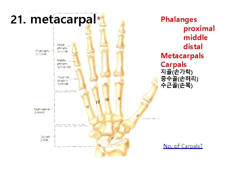 21. metacarpal* Phalanges proximal middle distal Metacarpals Carpals 지골(손가락) 중수골(손허리) 수근골(손목) No. of Carpals?
