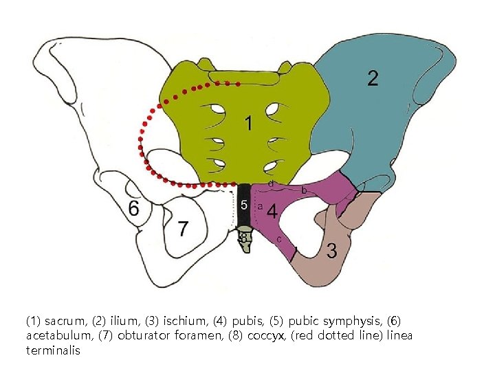 (1) sacrum, (2) ilium, (3) ischium, (4) pubis, (5) pubic symphysis, (6) acetabulum, (7)