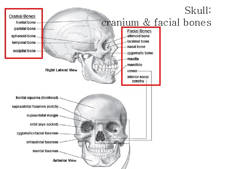 Skull: cranium & facial bones 