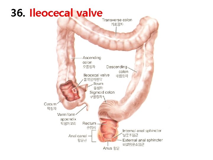36. Ileocecal valve 