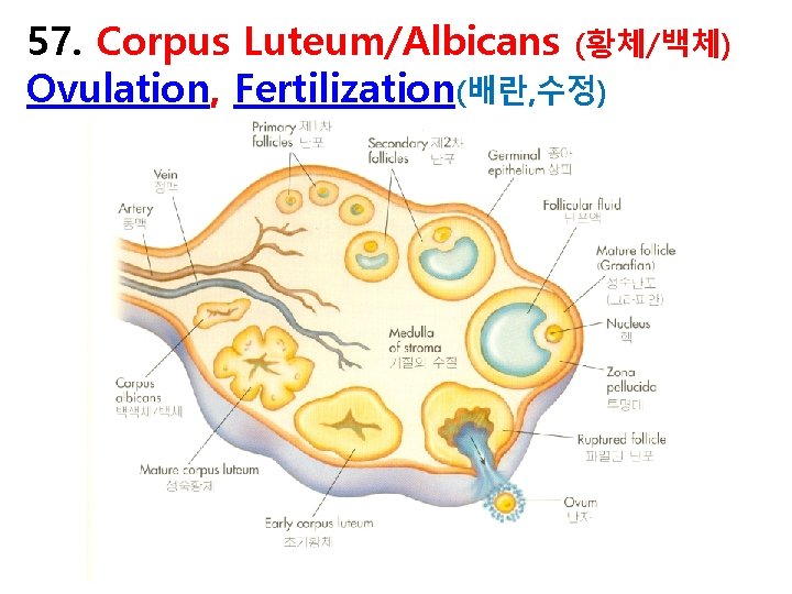 57. Corpus Luteum/Albicans (황체/백체) Ovulation, Fertilization(배란, 수정) 