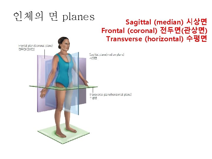 인체의 면 planes Sagittal (median) 시상면 Frontal (coronal) 전두면(관상면) Transverse (horizontal) 수평면 