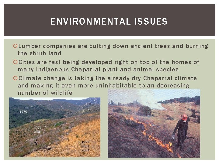 ENVIRONMENTAL ISSUES Lumber companies are cutting down ancient trees and burning the shrub land ENVIRONMENTAL ISSUES Lumber companies are cutting down ancient trees and burning the shrub land