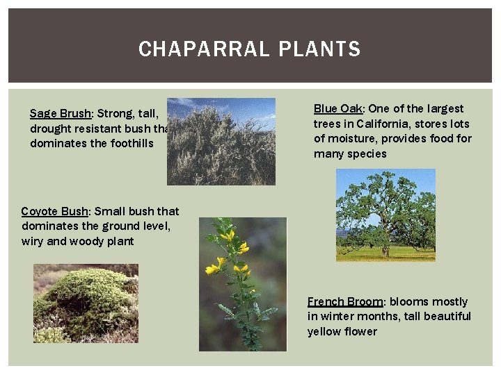 CHAPARRAL PLANTS Sage Brush: Strong, tall, drought resistant bush that dominates the foothills Blue CHAPARRAL PLANTS Sage Brush: Strong, tall, drought resistant bush that dominates the foothills Blue