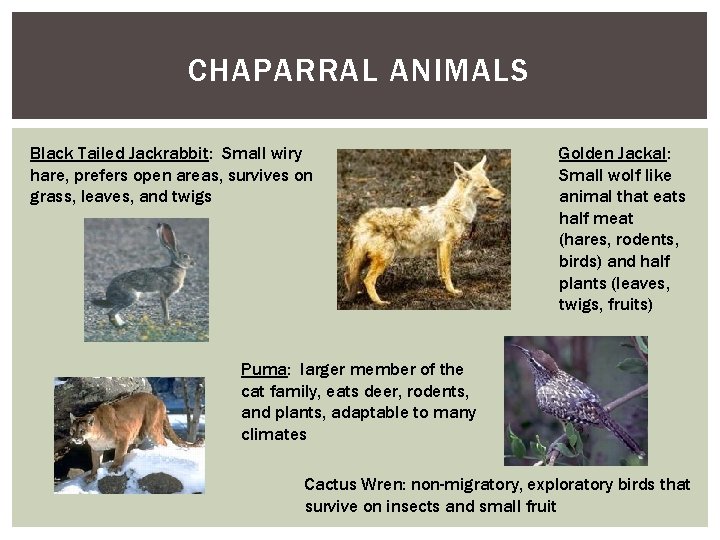 CHAPARRAL ANIMALS Black Tailed Jackrabbit: Small wiry hare, prefers open areas, survives on grass, CHAPARRAL ANIMALS Black Tailed Jackrabbit: Small wiry hare, prefers open areas, survives on grass,