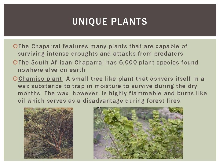 UNIQUE PLANTS The Chaparral features many plants that are capable of surviving intense droughts UNIQUE PLANTS The Chaparral features many plants that are capable of surviving intense droughts