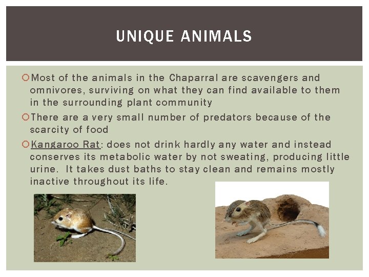 UNIQUE ANIMALS Most of the animals in the Chaparral are scavengers and omnivores, surviving UNIQUE ANIMALS Most of the animals in the Chaparral are scavengers and omnivores, surviving