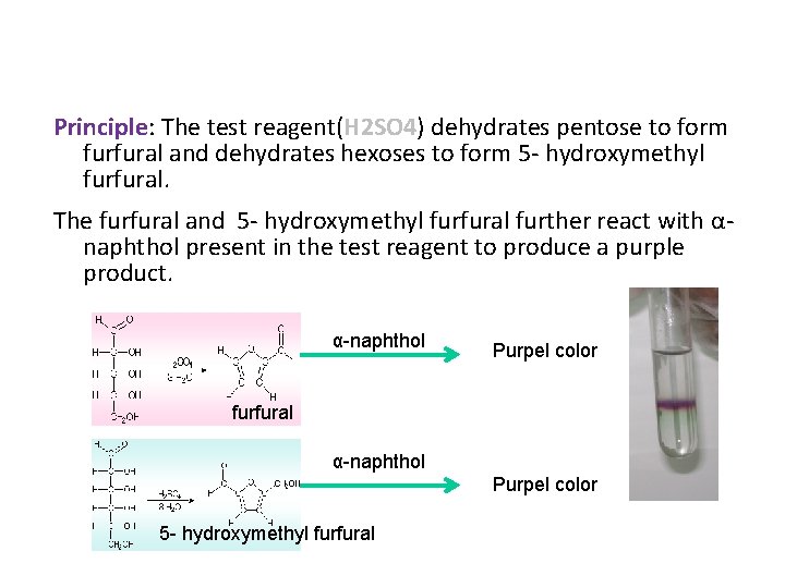Principle: The test reagent(H 2 SO 4) dehydrates pentose to form furfural and dehydrates Principle: The test reagent(H 2 SO 4) dehydrates pentose to form furfural and dehydrates