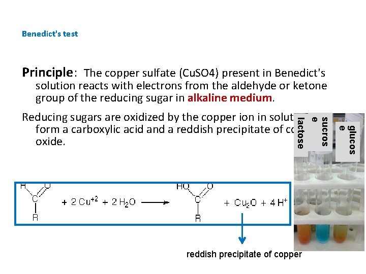 Benedict's test Principle: The copper sulfate (Cu. SO 4) present in Benedict's solution reacts Benedict's test Principle: The copper sulfate (Cu. SO 4) present in Benedict's solution reacts