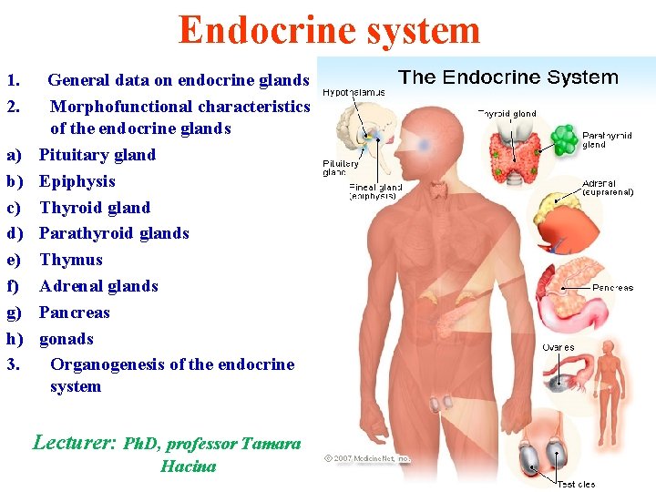 Endocrine system 1. General data on endocrine glands 2. Morphofunctional characteristics of the endocrine