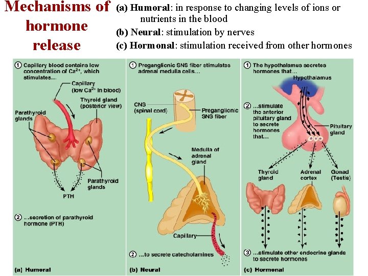 Mechanisms of (a) Humoral: in response to changing levels of ions or nutrients in