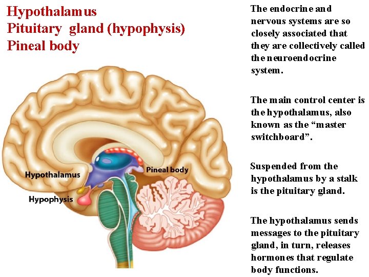  Hypothalamus Pituitary gland (hypophysis) Pineal body The endocrine and nervous systems are so