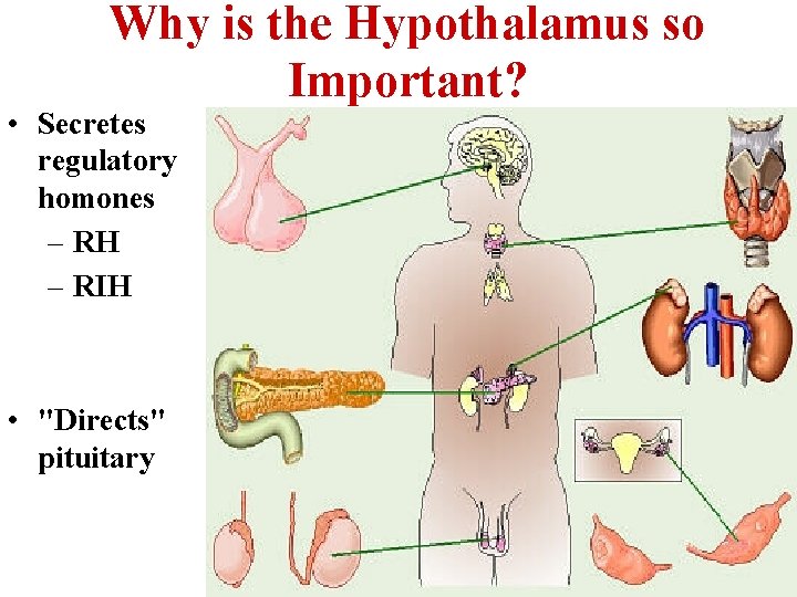 Why is the Hypothalamus so Important? • Secretes regulatory homones – RH – RIH