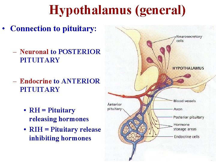 Hypothalamus (general) • Connection to pituitary: – Neuronal to POSTERIOR PITUITARY – Endocrine to