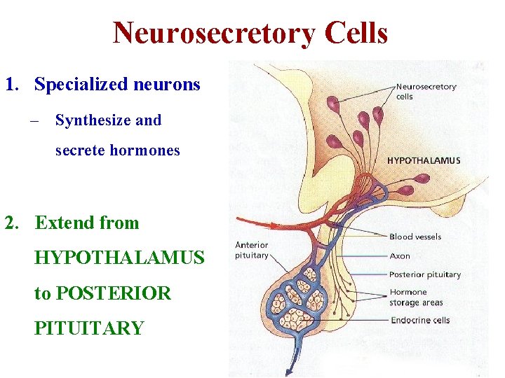 Neurosecretory Cells 1. Specialized neurons – Synthesize and secrete hormones 2. Extend from HYPOTHALAMUS