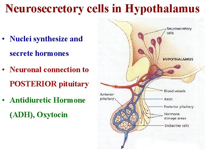 Neurosecretory cells in Hypothalamus • Nuclei synthesize and secrete hormones • Neuronal connection to