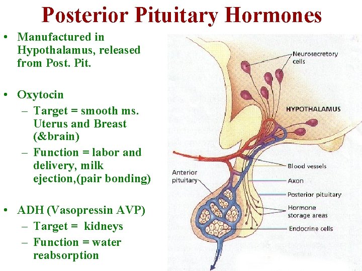 Posterior Pituitary Hormones • Manufactured in Hypothalamus, released from Post. Pit. • Oxytocin –