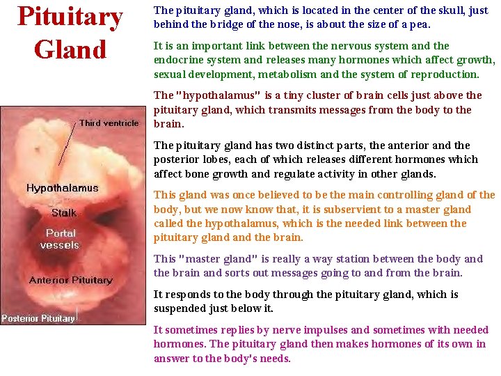 Pituitary Gland The pituitary gland, which is located in the center of the skull,