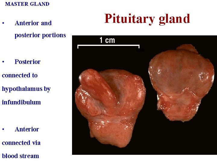 MASTER GLAND • Anterior and posterior portions • Posterior connected to hypothalamus by infundibulum