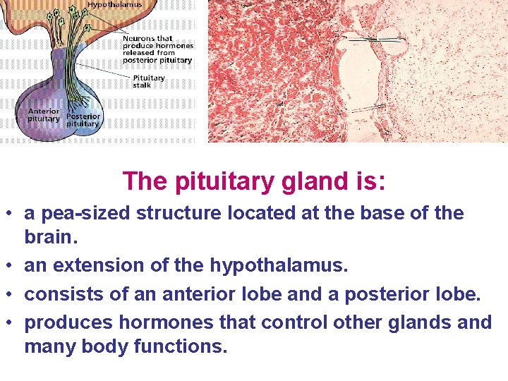 The pituitary gland is: • a pea-sized structure located at the base of the