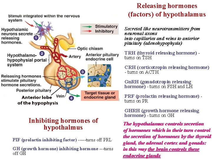 Releasing hormones (factors) of hypothalamus Secreted like neurotransmitters from neuronal axons into capillaries and