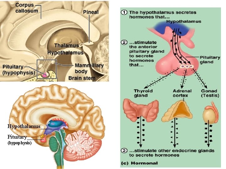 Hypothalamus____ Pituitary______ (hypophysis) 