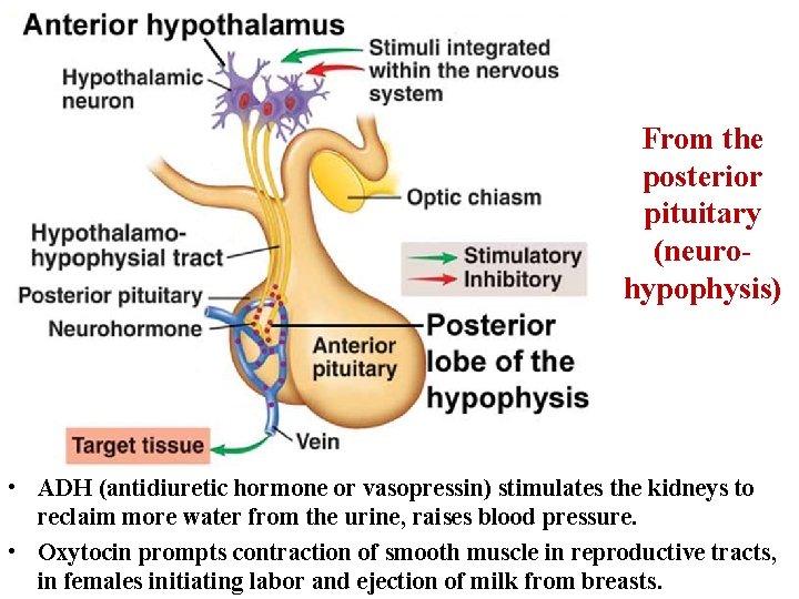 From the posterior pituitary (neurohypophysis) • ADH (antidiuretic hormone or vasopressin) stimulates the kidneys