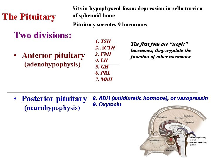 The Pituitary Sits in hypophyseal fossa: depression in sella turcica of sphenoid bone Pituitary