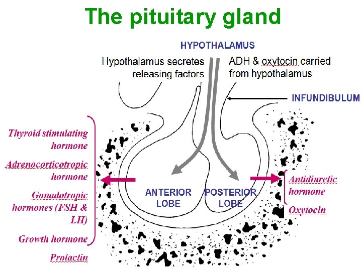 The pituitary gland Thyroid stimulating hormone Adrenocorticotropic hormone Gonadotropic hormones (FSH & LH) Growth