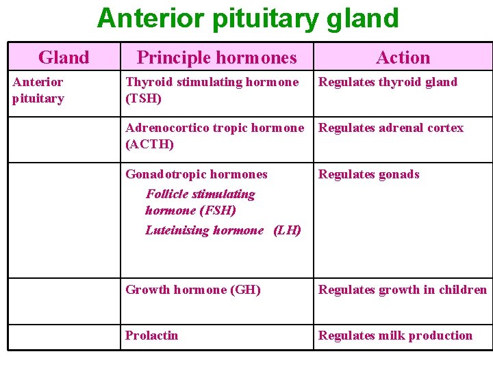 Anterior pituitary gland Gland Anterior pituitary Principle hormones Thyroid stimulating hormone (TSH) Action Regulates