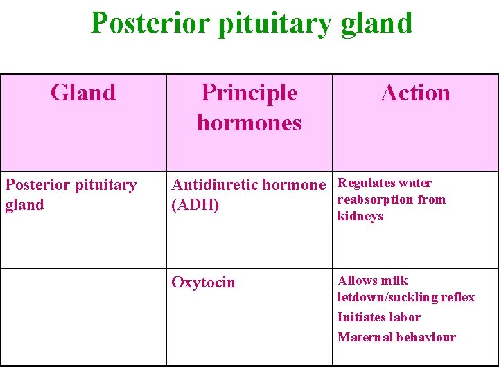 Posterior pituitary gland Gland Posterior pituitary gland Principle hormones Action Antidiuretic hormone Regulates water