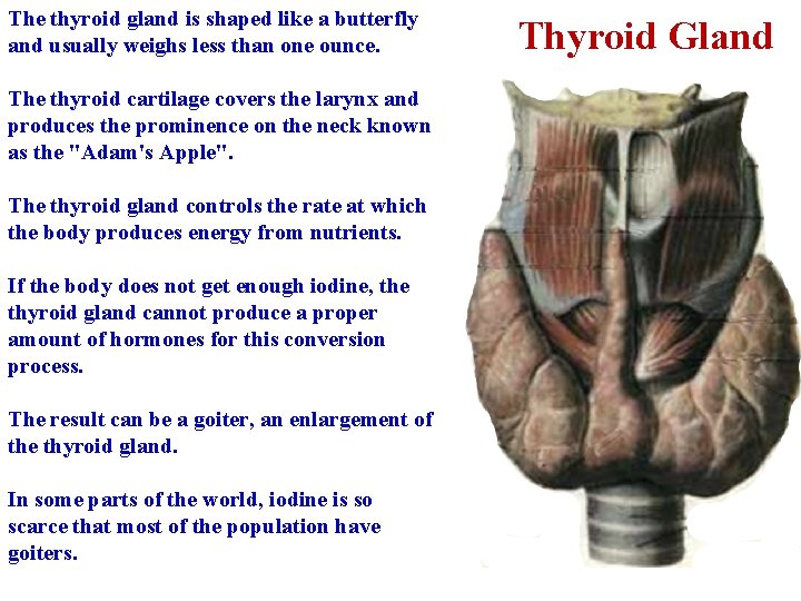 The thyroid gland is shaped like a butterfly and usually weighs less than one