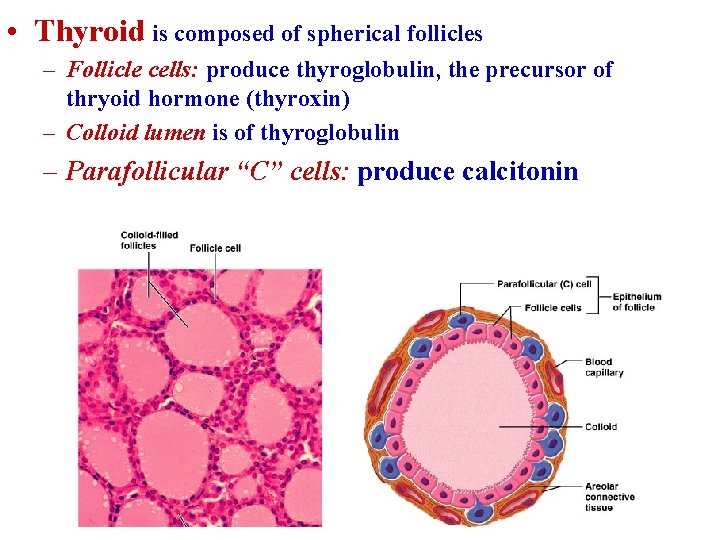  • Thyroid is composed of spherical follicles – Follicle cells: produce thyroglobulin, the