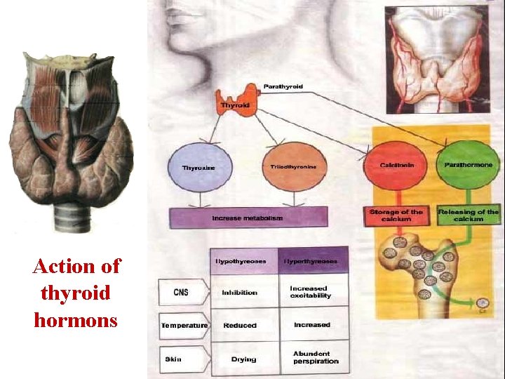 Action of thyroid hormons 