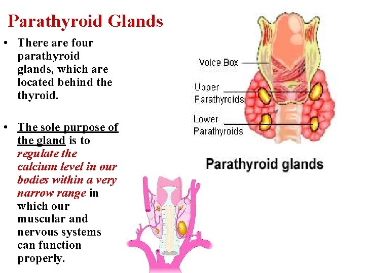 Parathyroid Glands • There are four parathyroid glands, which are located behind the thyroid.