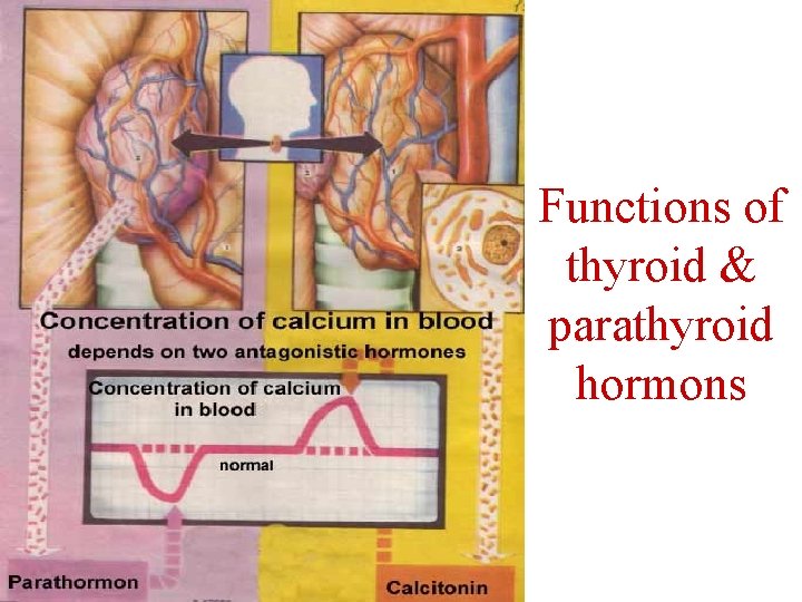 Functions of thyroid & parathyroid hormons 