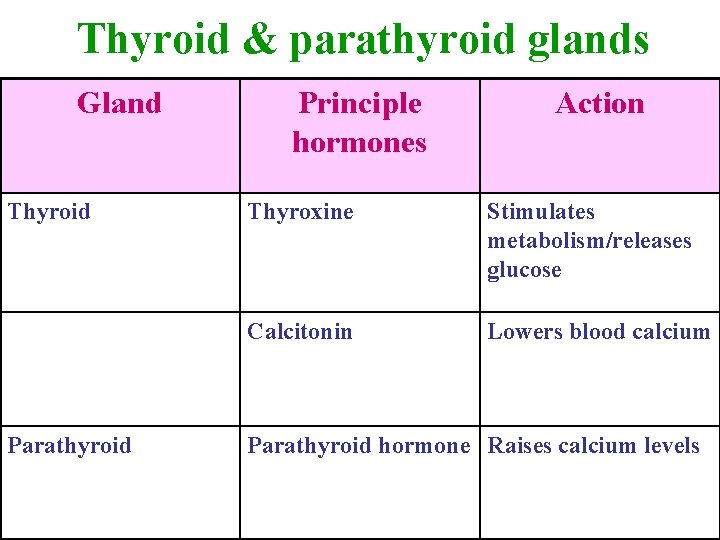 Thyroid & parathyroid glands Gland Thyroid Parathyroid Principle hormones Action Thyroxine Stimulates metabolism/releases glucose