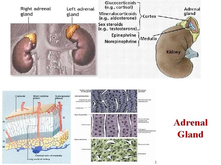 Adrenal Gland 