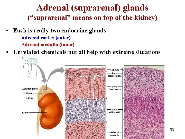 Adrenal (suprarenal) glands (“suprarenal” means on top of the kidney) • Each is really