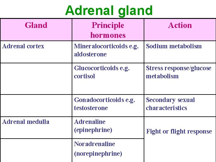 Adrenal gland Gland Adrenal cortex Adrenal medulla Principle hormones Action Mineralocorticoids e. g. Sodium