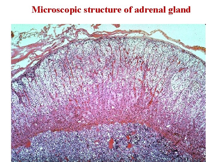 Microscopic structure of adrenal gland 