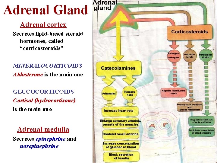 Adrenal Gland Adrenal cortex Secretes lipid-based steroid hormones, called “corticosteroids” MINERALOCORTICOIDS Aldosterone is the