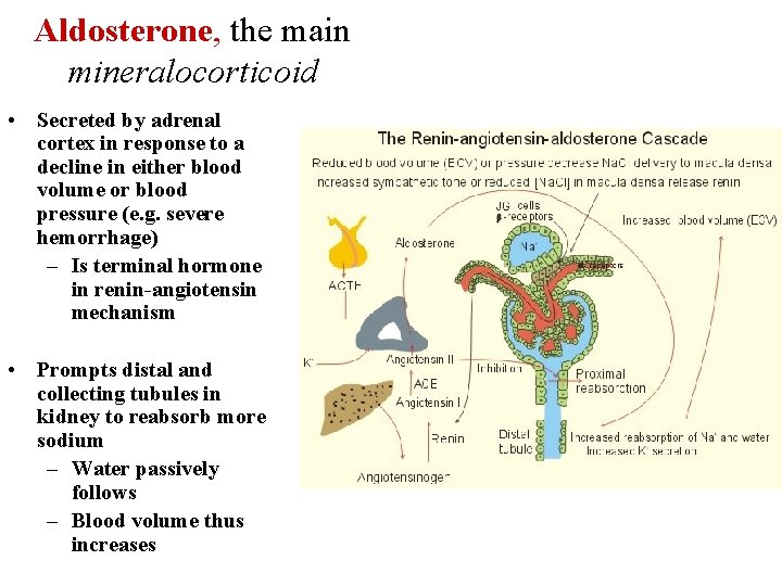 Aldosterone, the main mineralocorticoid • Secreted by adrenal cortex in response to a decline