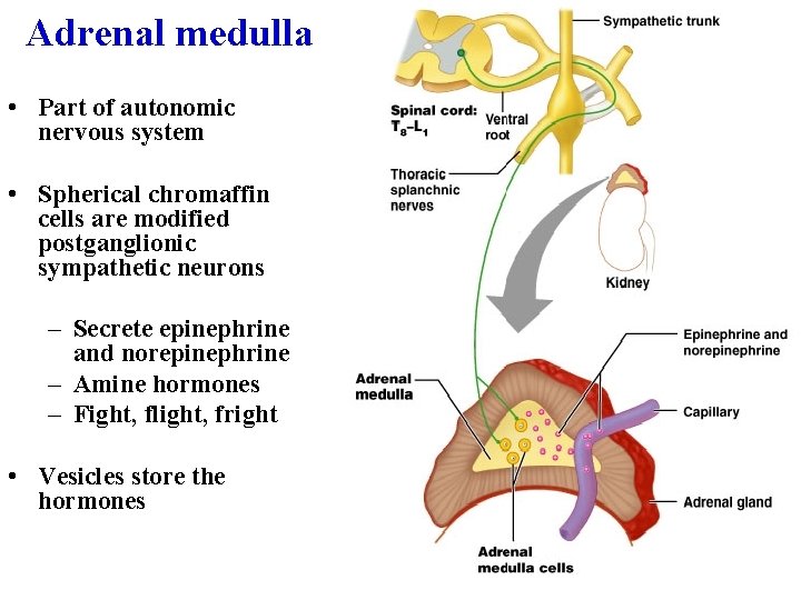 Adrenal medulla • Part of autonomic nervous system • Spherical chromaffin cells are modified