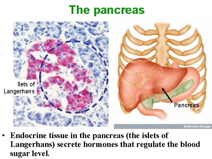 The pancreas Ilets of Langerhans Pancreas • Endocrine tissue in the pancreas (the islets