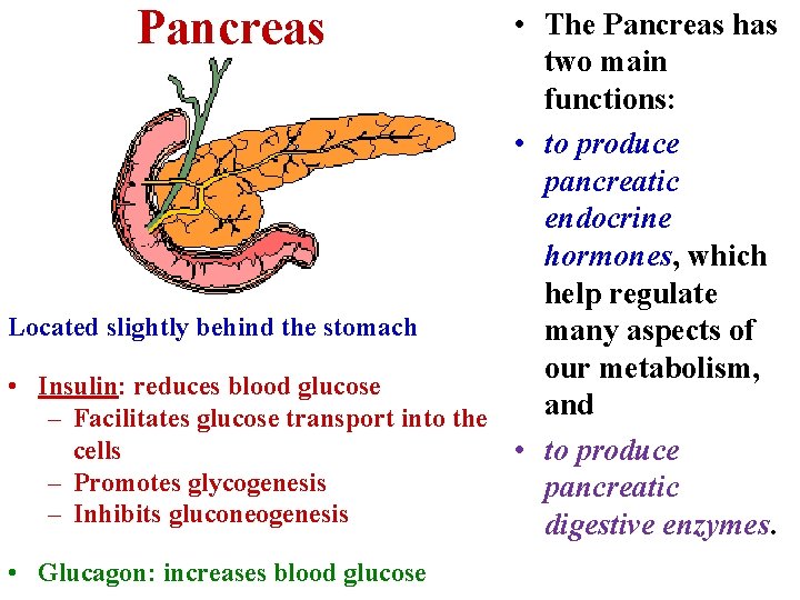 Pancreas • The Pancreas has two main functions: • to produce pancreatic endocrine hormones,