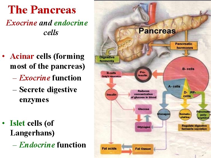 The Pancreas Exocrine and endocrine cells • Acinar cells (forming most of the pancreas)