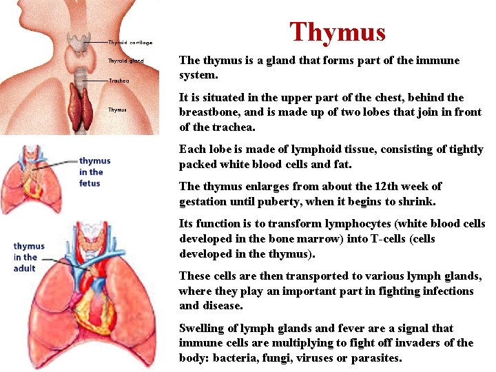 Thymus The thymus is a gland that forms part of the immune system. It